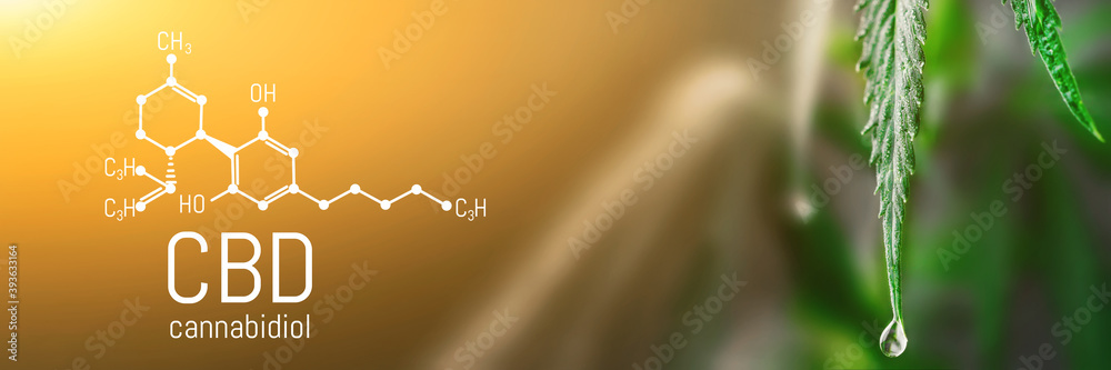 CBD Chemical Formula, Concept Hemp Oil, Cannabidiol or CBD molecular structural formula. Growing Marijuana, cannabinoids and health, medical marijuana, CBD elements in Cannabis