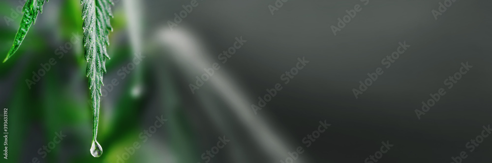 Panorama Drop on the edge of Cannabis Leaves of Plant on Dark Background, Growing hemp. Copy space. Marijuana with blurred background. Panorama Drop on the edge of Cannabis Leaves of Plant on Dark Background, Growing hemp. Copy space. Marijuana with blurred background.