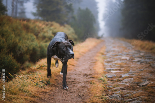 Black Pitbullterrier Natural Portrait