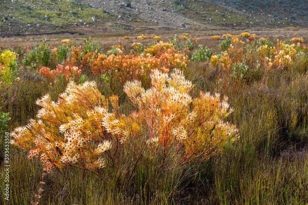 Obraz premium Fynbos