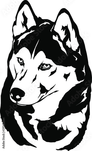 Siberian Husky Vector