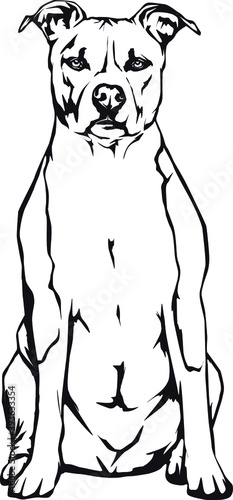 american staffordshire terrier