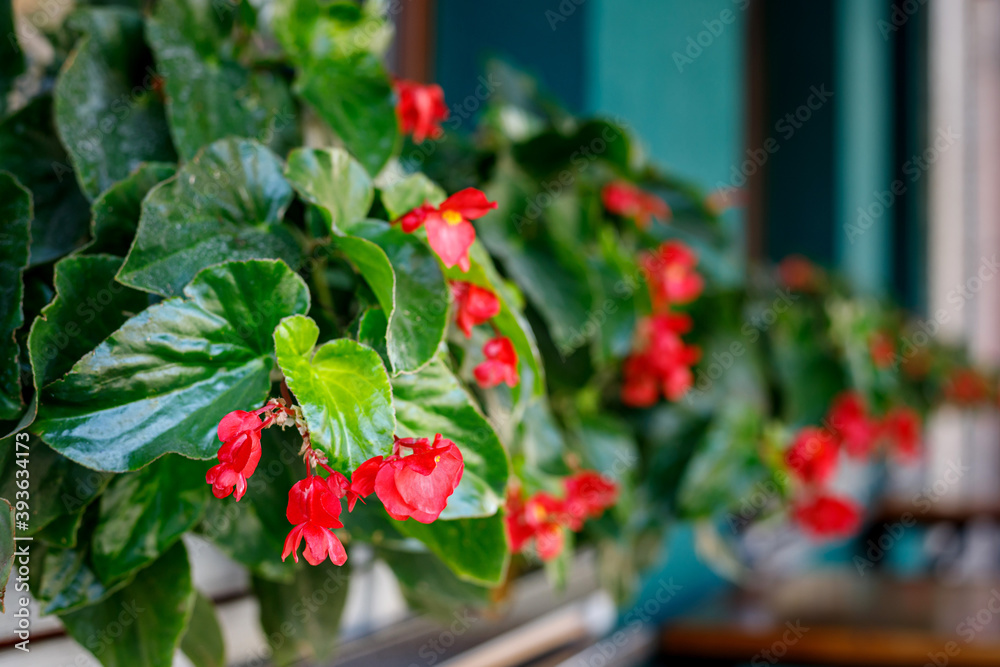 Bright green leaves of a flowerpot with red flowers