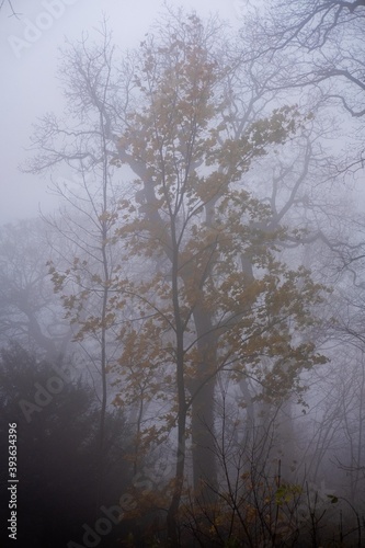 misty morning in the forest © Peter