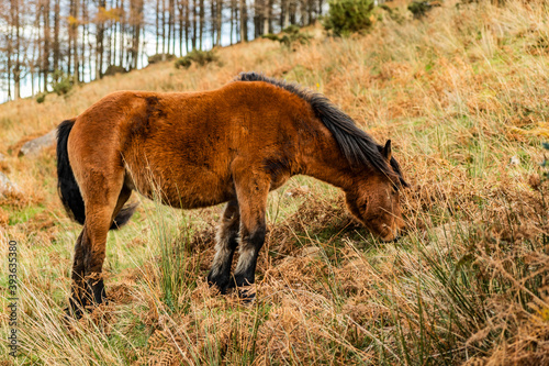 Fauna Adarra photo