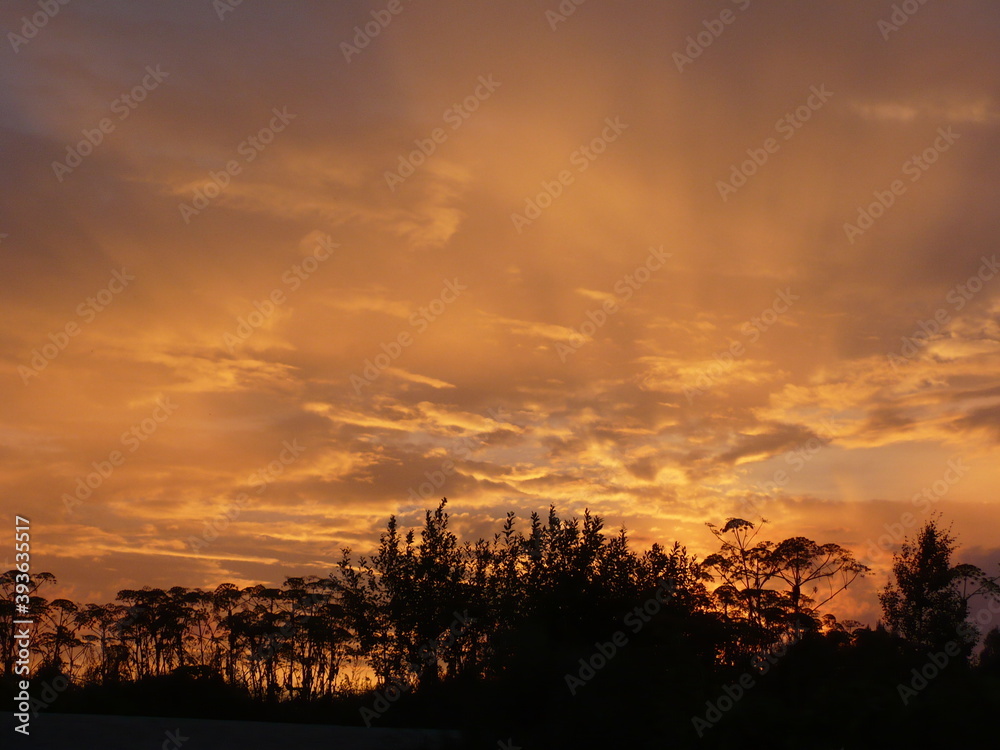 Fototapeta premium Nature