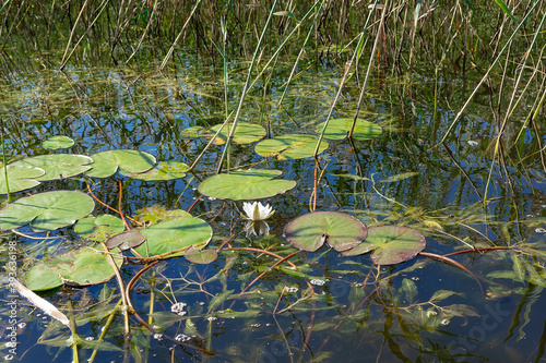 Green leaves and white Lily flower in a pond on a background of tall grass © Tatiana