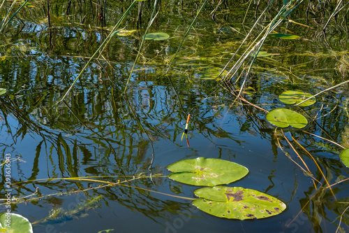 Green leaves Lily in a pond on a background of tall grass © Tatiana