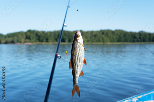 Small fish hanging on a fishing line on the background of blue water