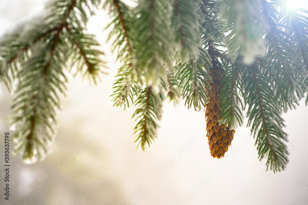Fir branch on snow. Winter mood. Soon the New Year Fir branch on snow. Winter mood. Soon the New Year
