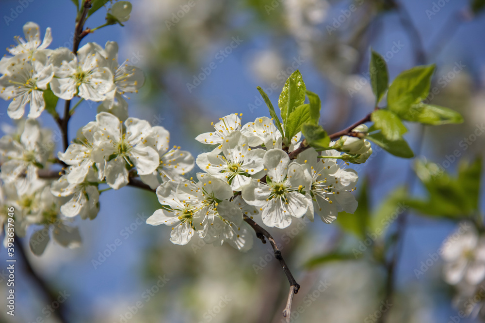 Blooming fruit tree is a symbol of freshness and spring. Flowering branch on a blue background. Selective focus. Blur. Blooming fruit tree is a symbol of freshness and spring. Flowering branch on a blue background. Selective focus. Blur.