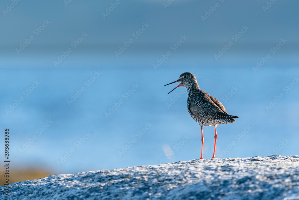 The common redshank or simply redshank (Tringa totanus) The common redshank or simply redshank (Tringa totanus)
