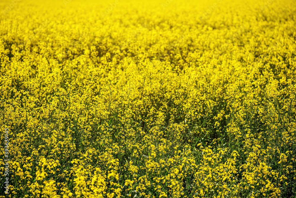 Bright yellow rapeseed (Brassica napus) flowers growing on field. Canola cultivar are used as source of vegetable oil Bright yellow rapeseed (Brassica napus) flowers growing on field. Canola cultivar are used as source of vegetable oil