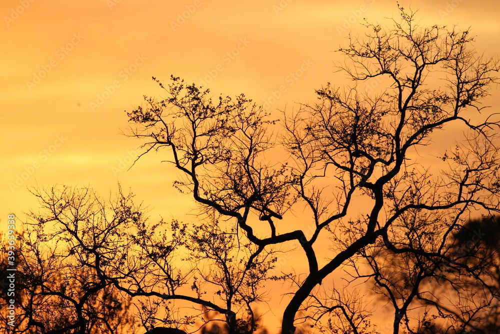 African sunset - Kruger National Park, South Africa African sunset - Kruger National Park, South Africa
