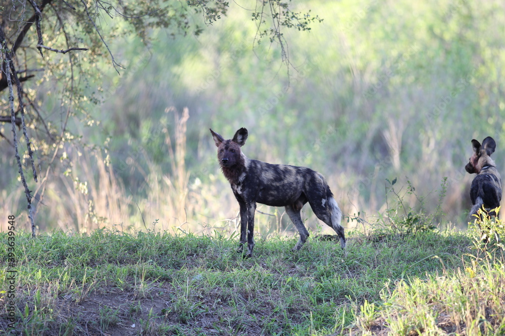 African wild dog / Painted Wolf, still bloody after feeding on an impala. African wild dog / Painted Wolf, still bloody after feeding on an impala.