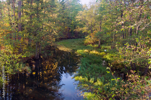 Fototapeta Naklejka Na Ścianę i Meble -  Forest, nature, landscape, river. Outdoor photography.