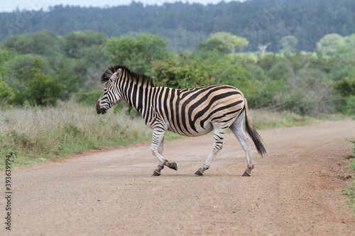 Zebra Crossing. Kruger National Park, South Africa