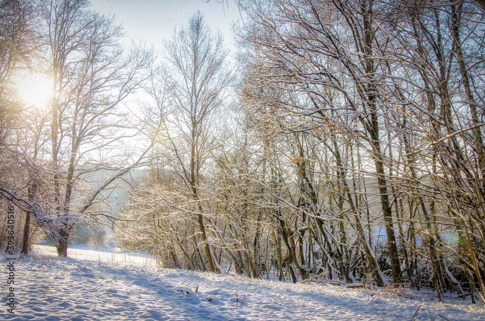 Fototapeta Śnieżny krajobraz drzew liściastych zimą ze śniegiem w tylnym świetle