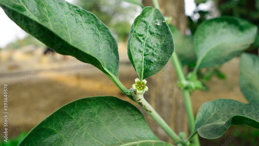 Medicinal Plant Ashwagandha Know As Withania Somnifera Growing In Field India Winter Cherry Fruit And Leaves Used To Make Medicine Stock Photo Adobe Stock