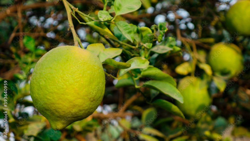 Large Indian wild orange fruit known us Ponderosa Lemons. green wild limes hanging on the tree in Asia
