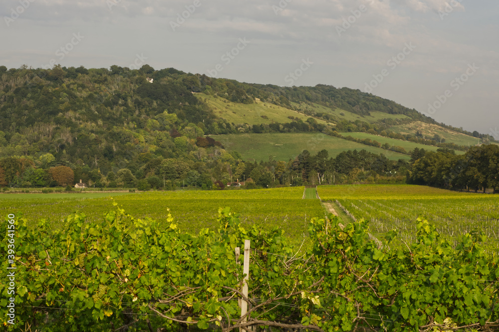 Vineyard and countryside in Surrey, England