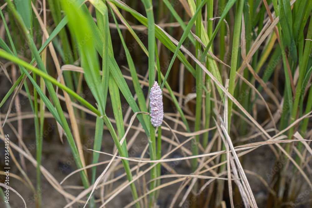 Obraz premium snake in the grass