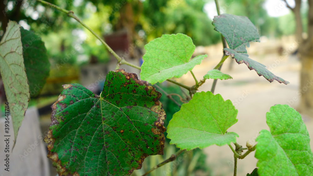 Obraz premium Raw green grapes plant leaves and blur background. Lush green grape's leaf hanging on grapevines