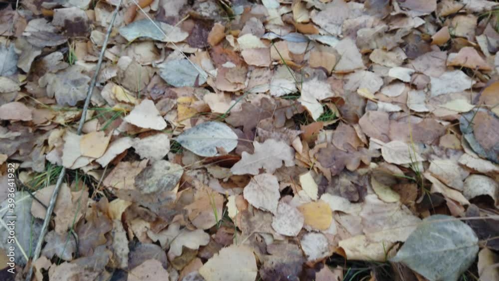 Fallen yellow leaves trees lie on ground. Autumn time. Top view walk through the autumn forest covered with yellow leaves. Fallen yellow leaves trees lie on ground. Autumn time. Top view walk through the autumn forest covered with yellow leaves.