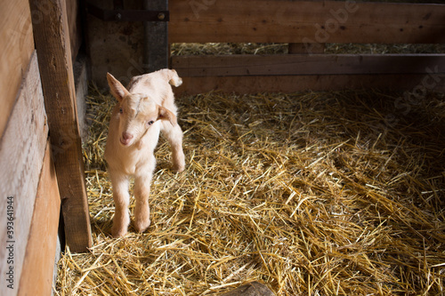 Kid Goat in a Sun Lit Barn Stall