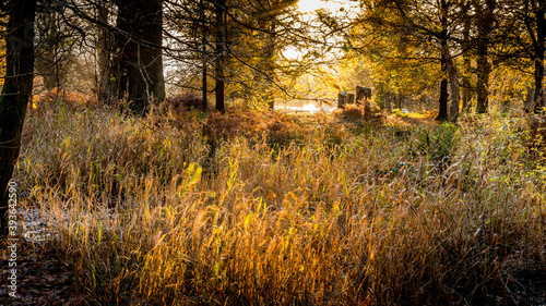 Long grass surrounded by trees with the sun shining down on an autumn day at Dunham Massey