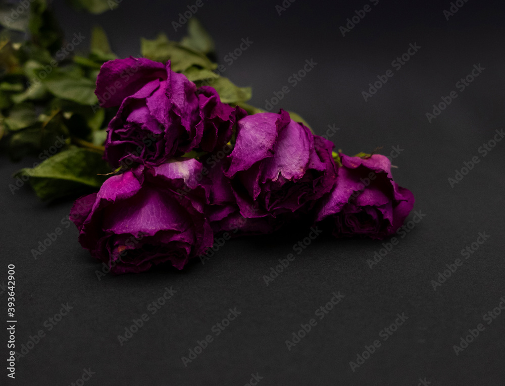 Obraz premium Withered dry crimson roses with green leaves on black background