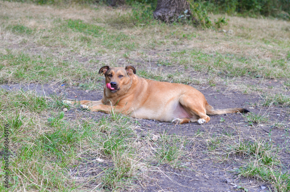 dog on vacation