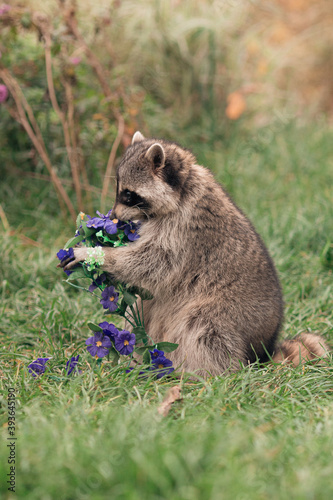 little raccoon holds blue artificial flowers in its paws while sitting on the green grass in summer