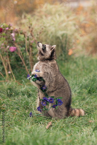 little raccoon holds blue artificial flowers in its paws while sitting on the green grass in summer