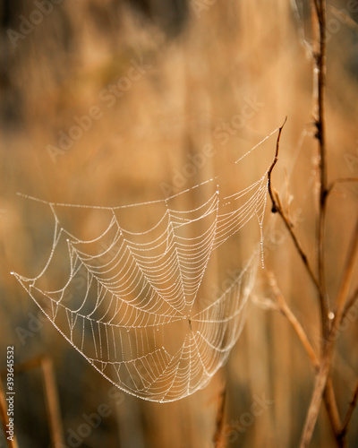 pajęczyna na trawie © ukasz