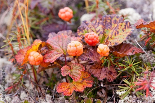 cloudberry