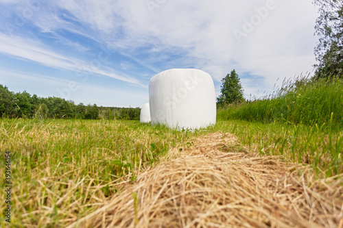 Packed in white plastic polyethylene haystack. Sloping green juicy grass and packed in plastic Bale for long-term preservation and use of livestock for food. Modern agricultural technologies.