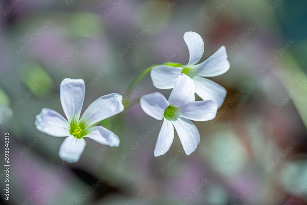 Oxalis triangularis trio of white flowers Oxalis triangularis trio of white flowers