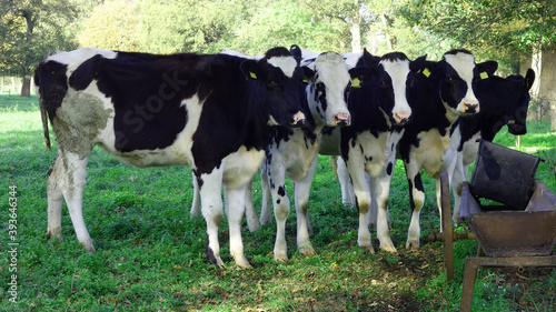 Group of healthy curious young cows.