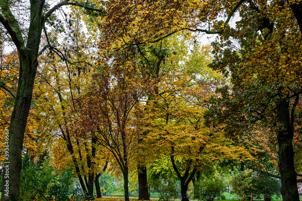 Beautiful autumn leaves and tree changing color on mountain autumn golden leaves sunlight and fallen red orange leaves on ground fruit orchard in autumn season