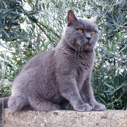 Scottish straight cat on stone wall