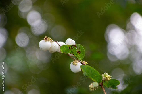 Knallerbsen mit Bokeh