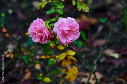 You see an autumn scene with pink roses.