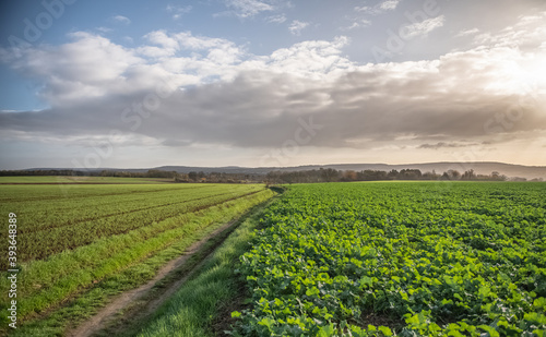Fotografie Dans les champs à Auvers sur Oise en Automne