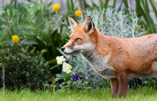 Close up of a red fox against flowers in the background in summer