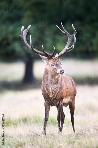Fototapeta Naklejka Na Ścianę i Meble -  Close up of a Red Deer standing in grass in autumn