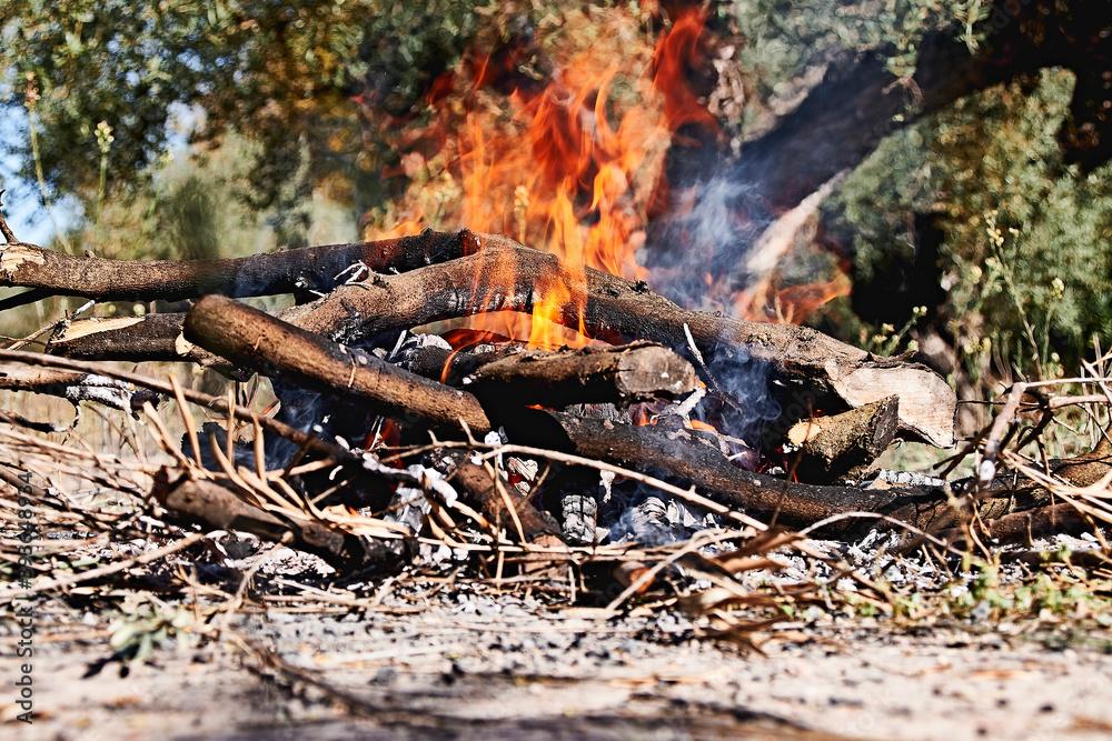 Bonfire in the bush on a sunny day Bonfire in the bush on a sunny day