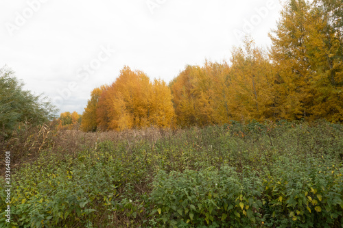 autumn in the forest