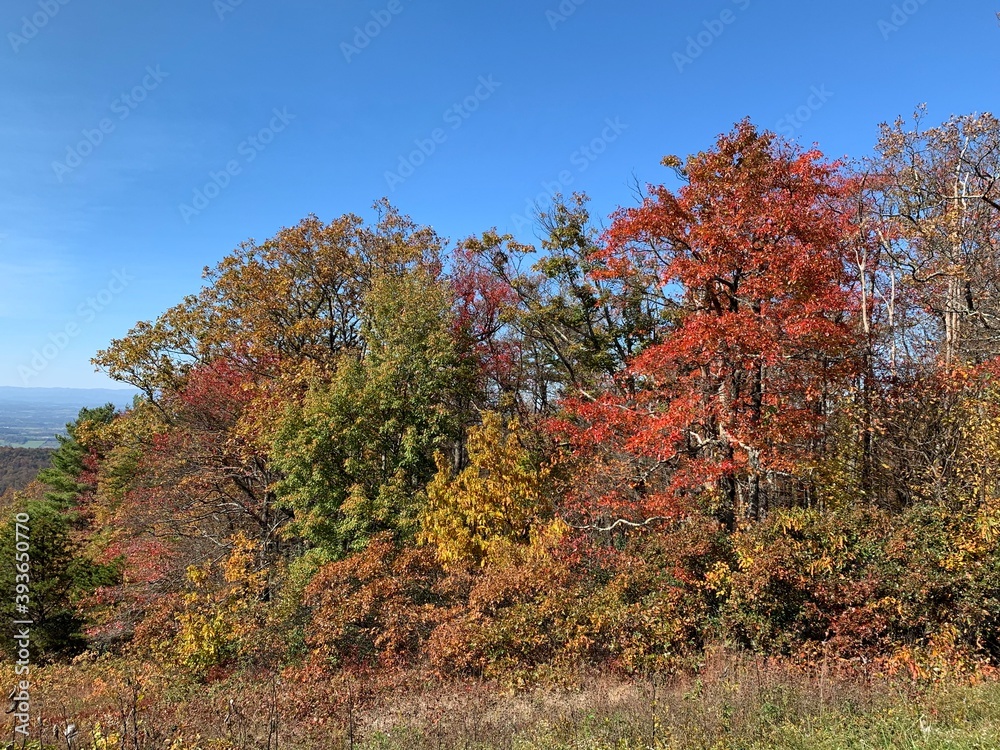 autumn trees in the park