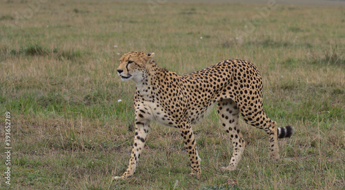 cheetah walking confidently in the wild masai mara, kenya © Nirav Shah